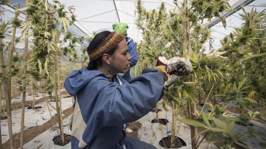 Diputados avanzó con el proyecto que regula la producción de cannabis medicinal