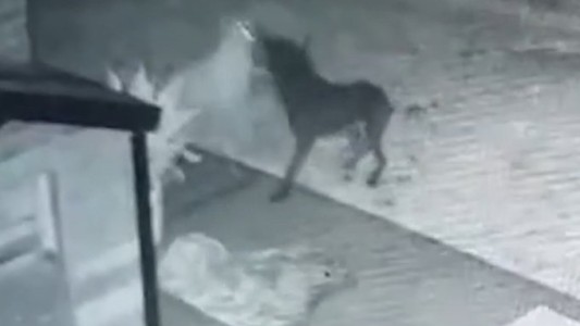 Video: captó el momento en que su mascota juega con un "perro fantasma"