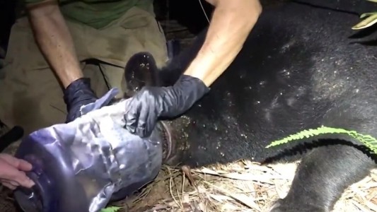 Video: así salvaron a una osa que estuvo un mes con un recipiente de plástico en la cabeza