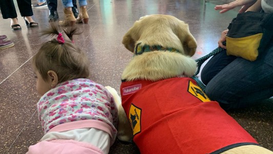 Experiencia inédita en una cárcel de La Plata: Vinculan perros de asistencia a niños que viven en contexto de encierro