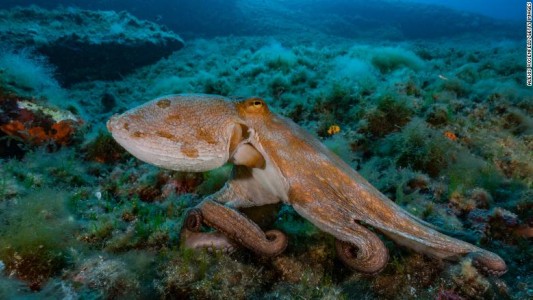 Reino Unido reconoce a pulpos, langostas y cangrejos como seres que sienten dolor: no pueden ser cocinados vivos