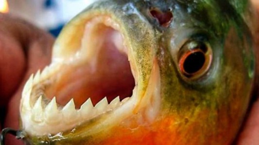 Ataque de palometas en Santa Fe: una adolescente perdió un dedo y hubo más de 30 heridos