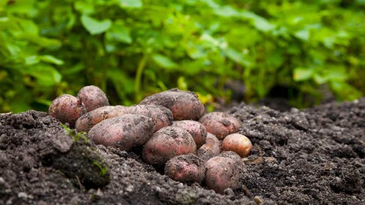 Papas anti-sequía: Investigadores argentinos desarrollan plantas que resisten el estrés hídrico