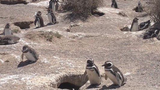 Chubut: el dueño de un campo aplastó más de 140 pingüinos y electrocutó a otro centenar