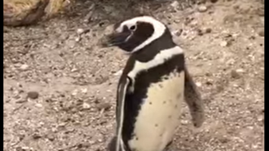 Presentarán una denuncia penal por la matanza de pingüinos