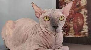 Descubrieron a una mujer que amamantaba a un gato en un avión