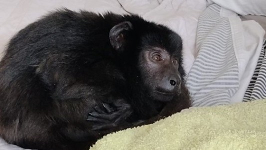 Video: así se recupera el mono "Coco" tras ser rescatado del armario de una casa en Belgrano R