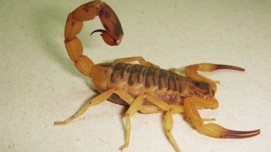 Murió un niño de dos años tras ser picado por un alacrán cuando jugaba en su casa