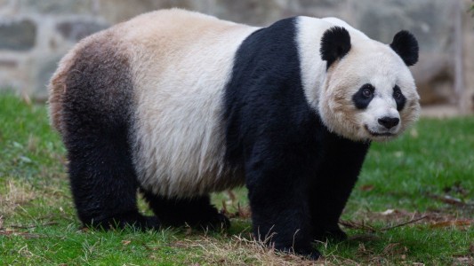Hallaron fósil de un panda gigante que data de hace más de 100 mil años