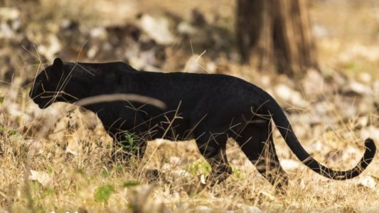 Condenaron a prisión a un millonario por matar a una pantera negra