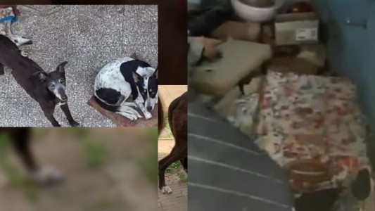 Decía ser proteccionista de animales: tenía cachorros muertos y en estado de putrefacción