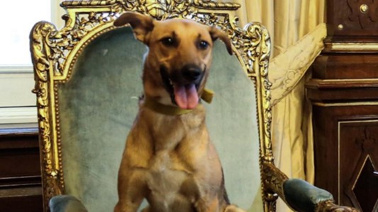Macri publicó una foto de su perro Balcarce sentado en el sillón presidencial
