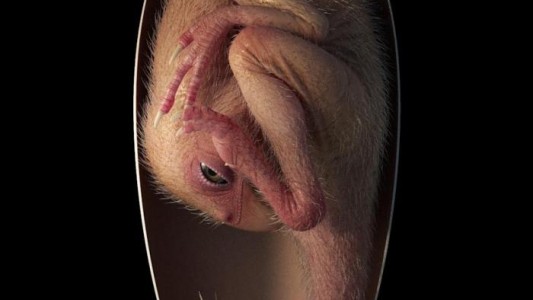 El descubrimiento de un huevo de dinosaurio revela un rasgo evolutivo desconocido