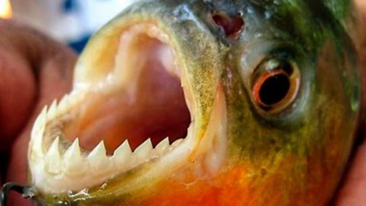 Nuevo ataque de palometas en Santa Fe: le arrancaron el dedo a un hombre e hirieron a su hijo