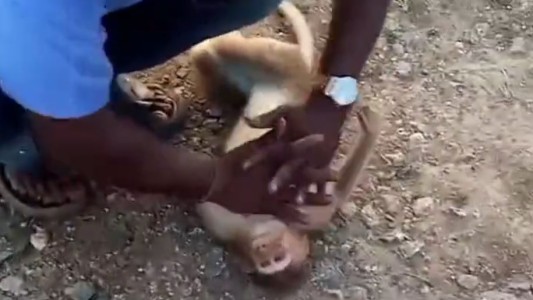 India: un taxista salvó la vida de un mono haciéndole RCP y respiración boca a boca