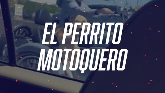 El perrito motoquero que recorre la Panamericana con su dueño - #FlashChat