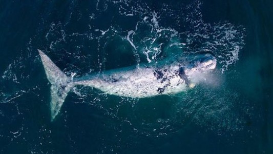 Con nueva cría, regresa a Península de Valdés la ballena cuyo parto fue el primero en ser filmado