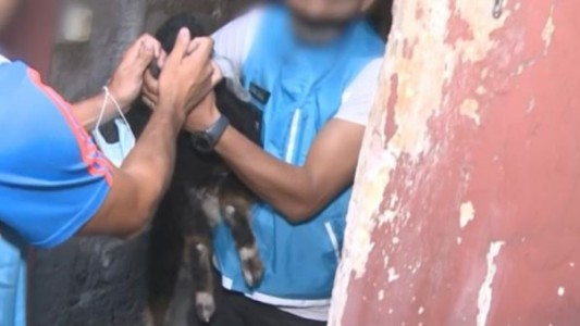 Rescataron a un chivo cuando iba a ser sacrificado en un rito umbanda