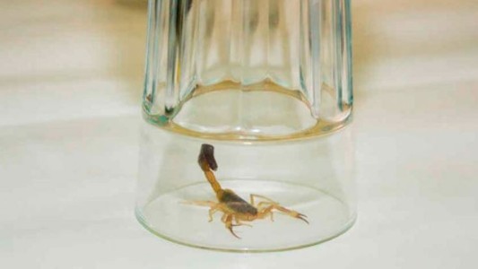 Una nena fue picada tres veces por un alacrán mientras dormía