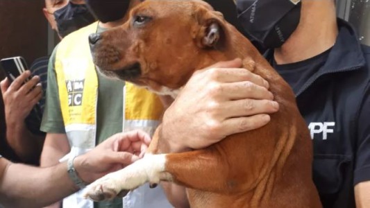 Rescatan a 11 perros encerrados en jaulas en un criadero ilegal