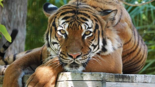 Mataron a tiros a un tigre que mordió el brazo de un trabajador en un zoológico de Estados Unidos