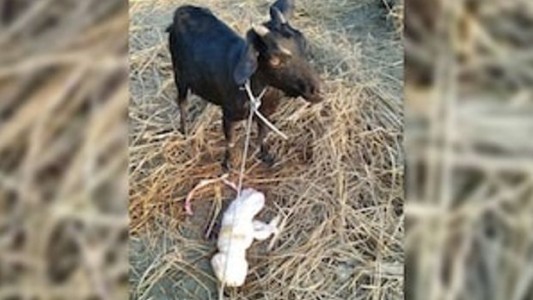 Una cabra dio a luz una cría con rostro humano