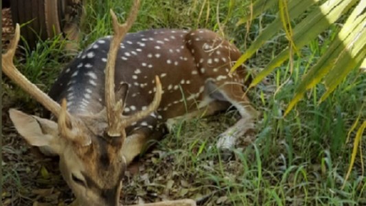 Murió un militar tras ser atacado por un ciervo en la residencia presidencial de Paraguay