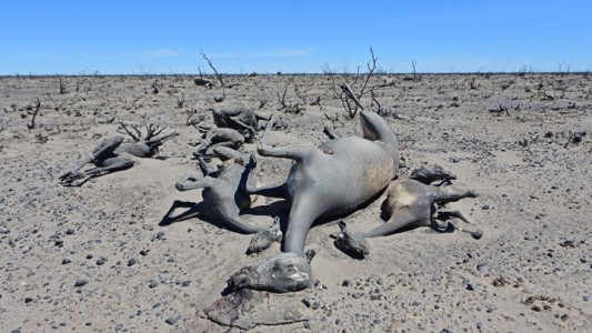 El video desolador de Puerto Madryn tras los incendios: "Sólo quedó muerte"