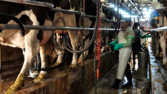El Gobierno comprará el excedente de leche a los tamberos
