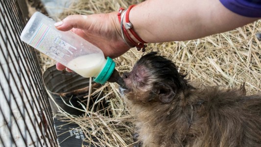 Bienestar animal: decomisaron dos monos en una vivienda de Temperley