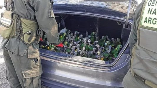 Video: en plena ola de calor, viajaban con 100 loros en el baúl