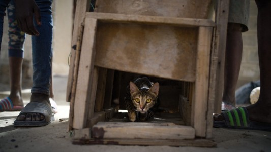 Niños cazadores de gatos: una fuente de alimentos en Tombuctú