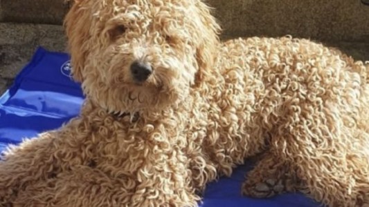 Debió sacrificar a su perro tras llevarlo a la peluquería canina y lanzó una campaña de concientización