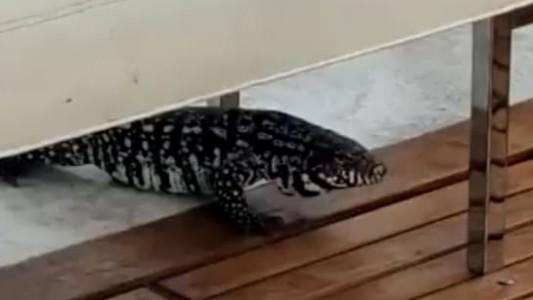 Video: sorpresa en countries de Pilar y Escobar por la aparición de lagartos enormes