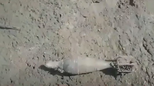 Misterio en Rosario: bajó el río Paraná y encontraron bombas