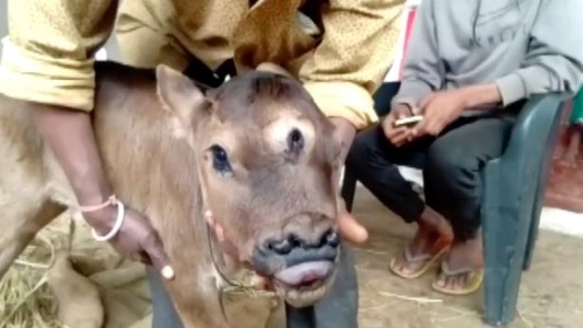 Nació un ternero con 3 ojos y 4 fosas nasales: creen que es la reencarnación de un dios