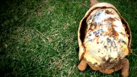 Gracias a una impresora 3D, una tortuga recuperó su caparazón
