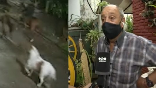 Robaron cuatro caballos y huyeron al galope por la calle: "Los matan para vender la carne"