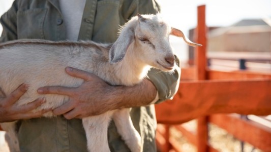En un ritual un sacerdote iba a sacrificar a una cabra pero erró y mató al hombre que la sostenía
