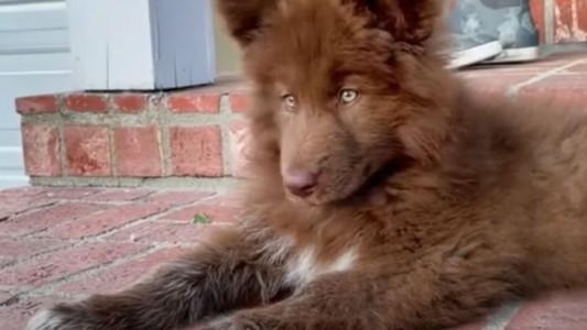 Clonación de mascotas, la nueva tendencia de los influencers