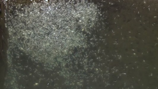 50 toneladas de peces muertos por un temporal en Grecia - #FlashChat