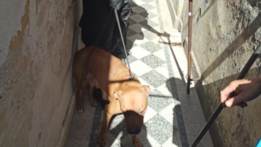 Rescatan a 9 perros abandonados sin agua ni comida en una casa de Barracas