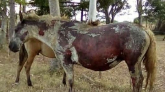 Incendios forestales sin control en Corrientes: “La provincia está ardiendo”