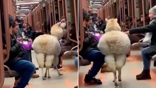 Video: una alpaca se paseó por el subte de Moscú y sorprendió a los pasajeros
