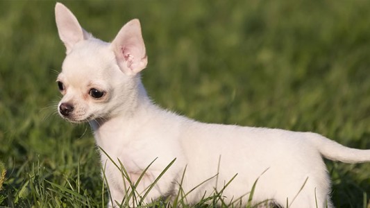 Una mujer perdió a su perro, no tiene dinero para ofrecer recompensa pero le dará una pizza a quien se lo devuelva