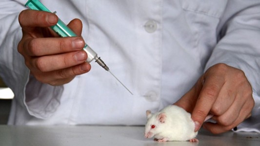 Suiza define si prohíbe los experimentos médicos con animales y humanos