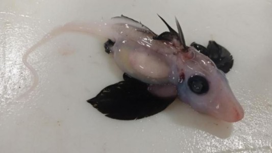 Hallaron una cría de tiburón fantasma pocas veces visto en Nueva Zelanda