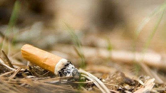 Una colilla: la imprudencia de un turista que casi genera un incendio forestal en el Parque Nacional Los Glaciares