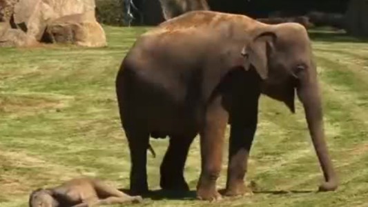 Mamá elefante pide ayuda a sus cuidadores para despertar a su bebé