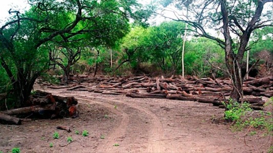 Denuncian el desmonte ilegal en islas del Delta del Paraná frente a San Nicolás